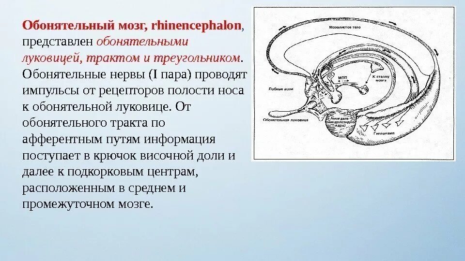 Обонятельный мозг. Топография обонятельного мозга. Обонятельный мозг Центральный и периферический отделы. Обонятельный тракт головного мозга. Обонятельный мозг функции функции.