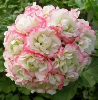 Пеларгония rosebud