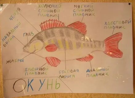Окунь схема 1 класс в цвете