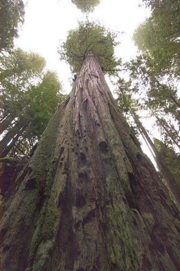 Дерево 6 метров. Секвойя дерево Гиперион. Калифорнийская Секвойя Гиперион. Секвойя 115 метров. Дерево Гиперион Редвуд.