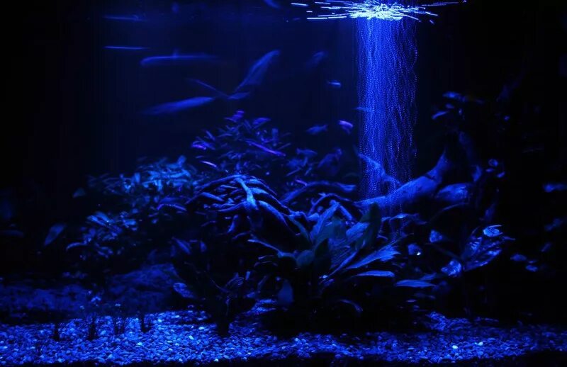 Выключать ли свет в аквариуме ночью. Подсветка для аквариума. Ночная подсветка аквариума. Лунный свет в аквариуме. Подсветка для аквариума заднего фона.