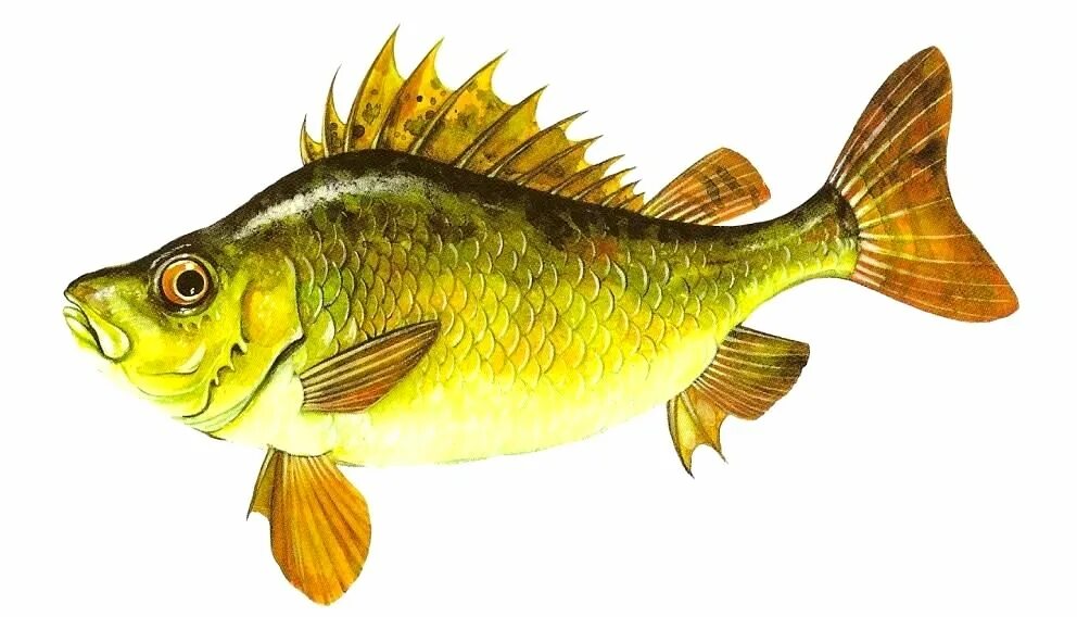 Рыба Ерш Речной. Рыбы для детей дошкольного возраста. Речные рыбки для детей. Изображение рыбы для детей.