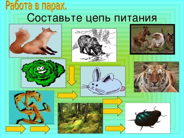 Питание различных животных. Цепи питания. питание животных. цепи питания животных. как питаются животные.