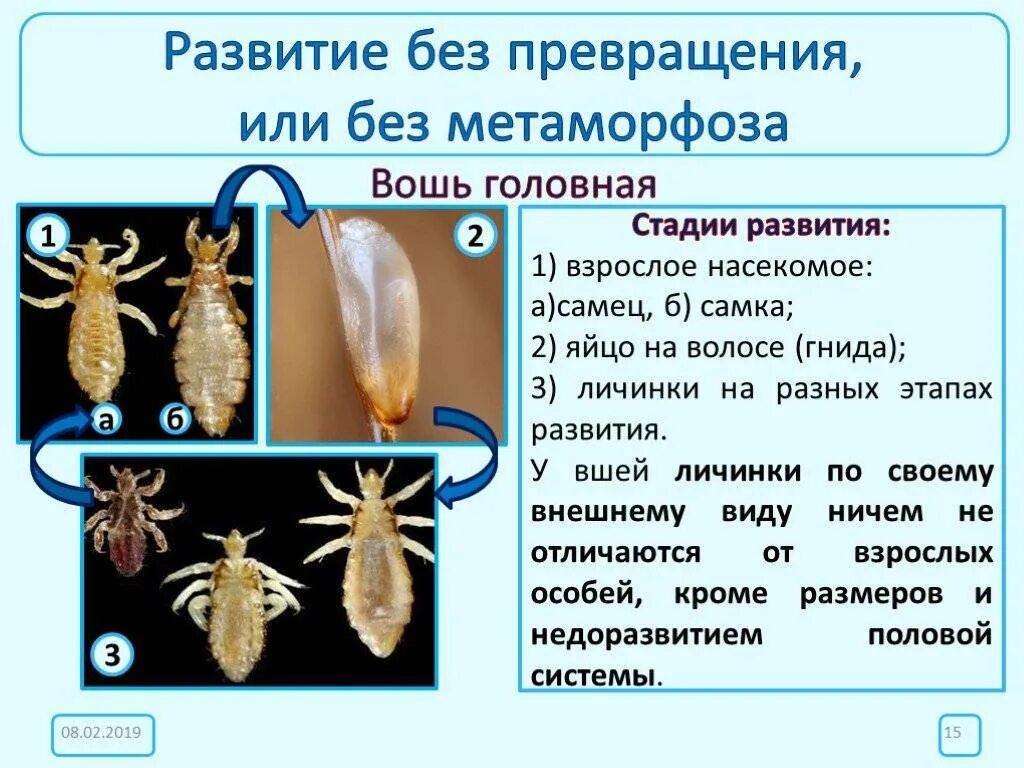 Какой тип метаморфоза характерен для. Вша головная стадии развития. Цикл развития вшей головных. Вши этапы развития. Тип развития вшей биология.