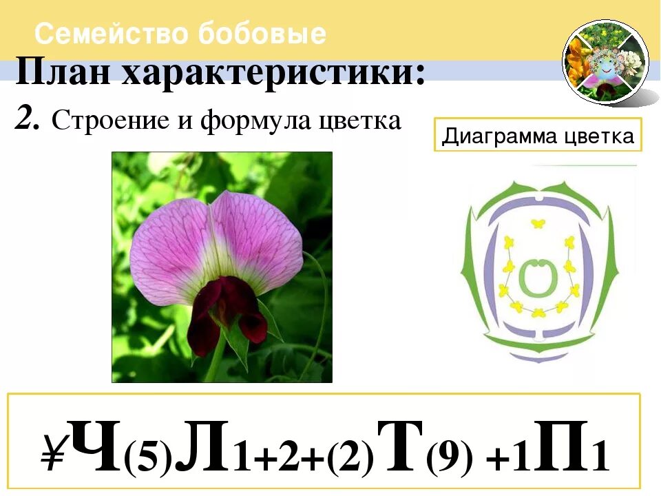 Какую формулу цветка имеют бобовые. Семейство Мотыльковые диаграмма цветка. Бобовые формула цветка и диаграмма. Семейство бобовые диаграмма цветка. Диаграмма цветка бобовых.