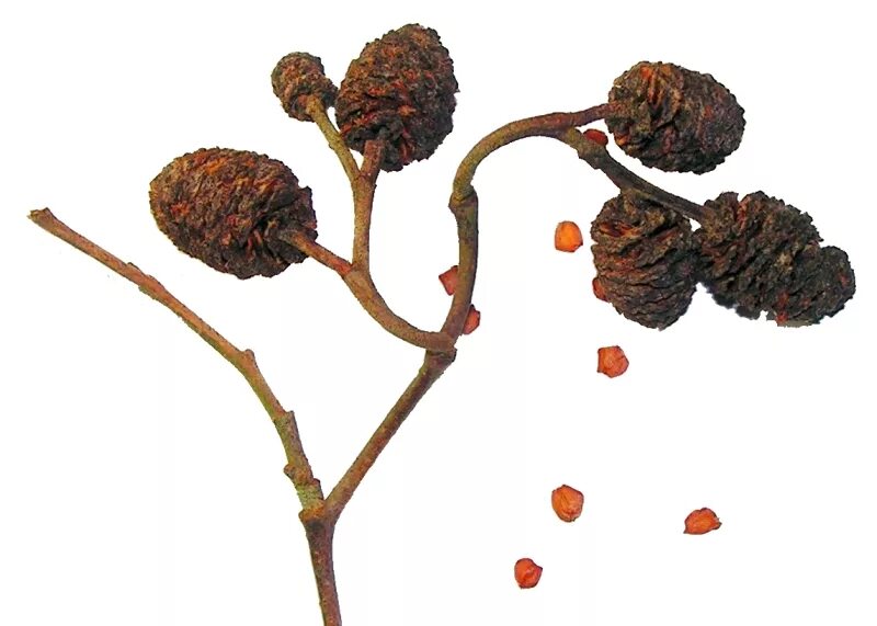 Как выглядят семена ольхи Файл:Alnus glutinosa  Вікіпедыя