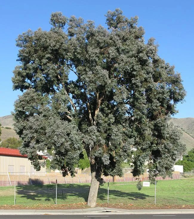 Eucalyptus polyanthemos. Эвкалипт polyanthemos. Эвкалипт дарахти. Eucalyptus polyanthemos эвкалипт. Эвкалипт пепельный