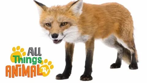Little fox english