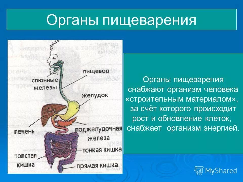 Пищевод переваривание. Система строения пищеварительной системы. Общее строение пищеварительной системы человека. Внутреннее строение человека пищеварительная система. Пищеварительная система состоит из 3 класс.