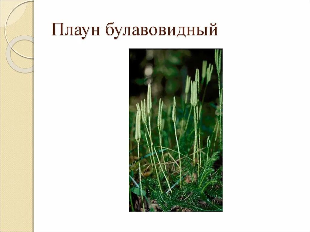 Признаки плаунов 7 класс. Побег плауна булавовидного. Хвощи и плауны. Плаун булавовидный доклад. Плаун булавовидный относится к покрытосеменным.