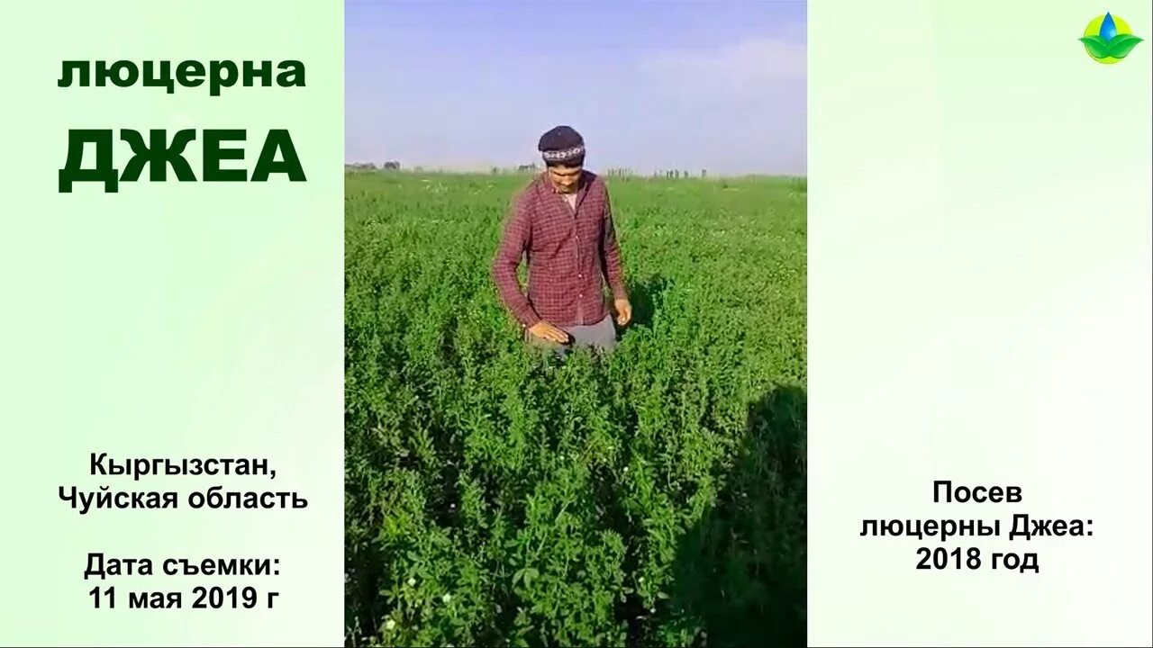 Джеа. Люцерна синегибридная. Люцерна джеа. Семена люцерны джея. Семена люцерны джея.