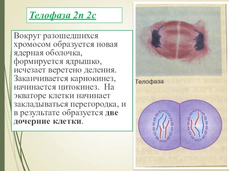 Начало митоза сколько хромосом. Телофаза 2n2c. Телофаза 2. Телофаза митоза. Телофаза набор хромосом.