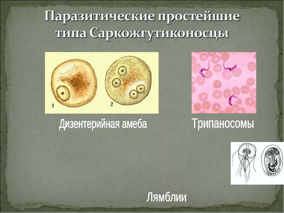 Выберите паразитических простейших ответ. Паразитические простейшие. Простейшие паразиты. Виды простейших паразитов. Паразитические простейшие паразиты.