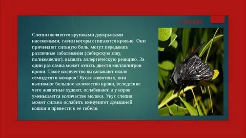 Какие насекомые питаются кровью