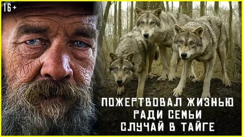 Таежные рассказы про волка