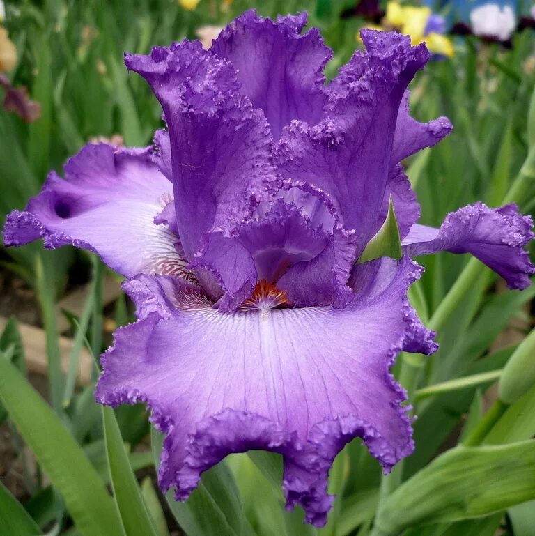 ирис sugar dome. ирис рите оф пассаж. отзыв iris. ирис германский провансаль. ирис соцветие.