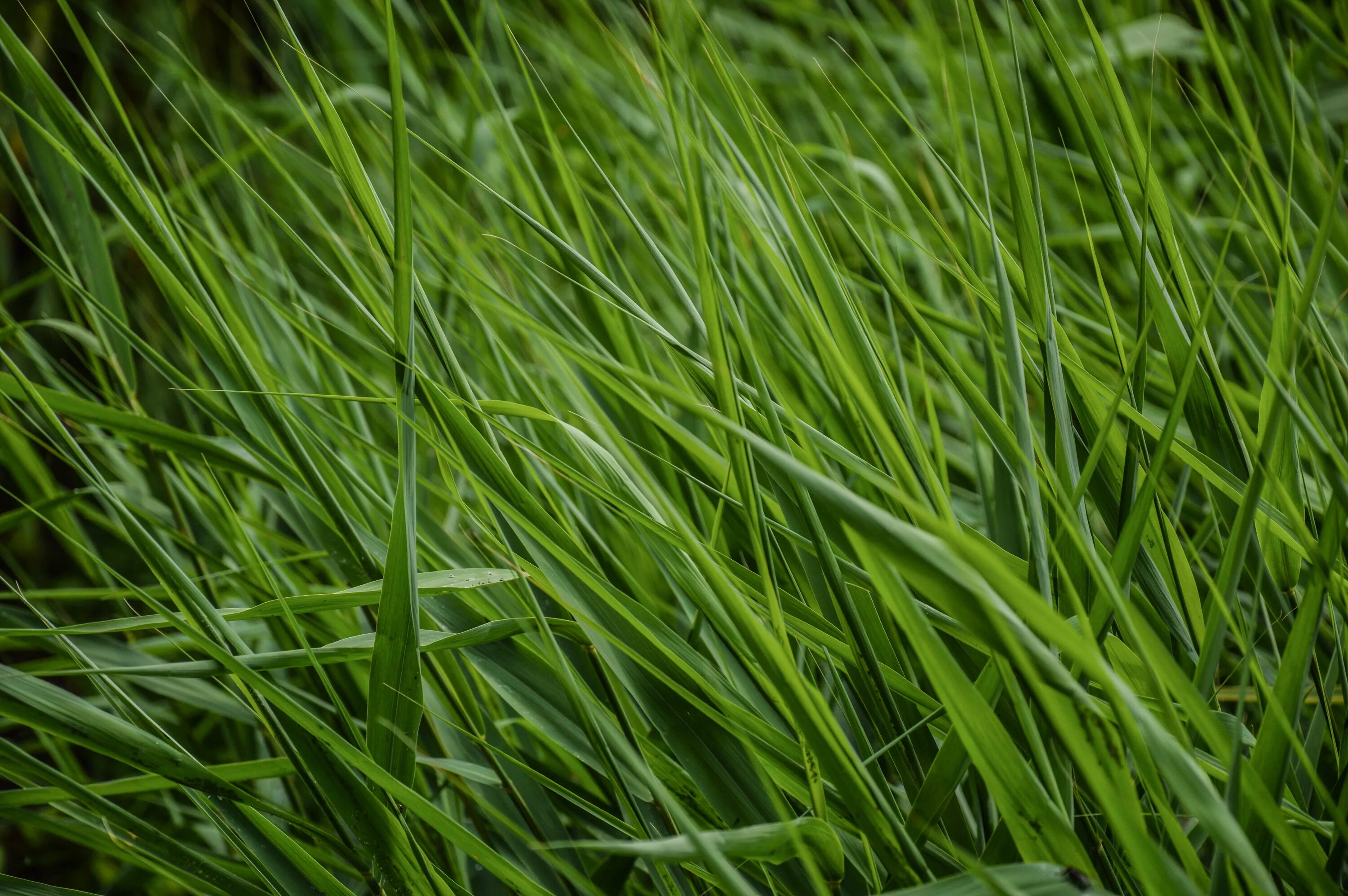 Grass plant. Мятлик Луговой для газона. Фестулолиум райграс. Луговой мятлик на поле футбольном. Мятлик Луговой текстура.