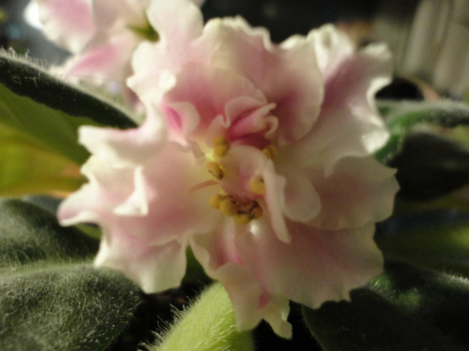 Ват тополиный пух фиалка фото. Фиалка ек эндорфин. Фиалка ле аллегро. Фиалка голубка. Фиалка jolly wits end.