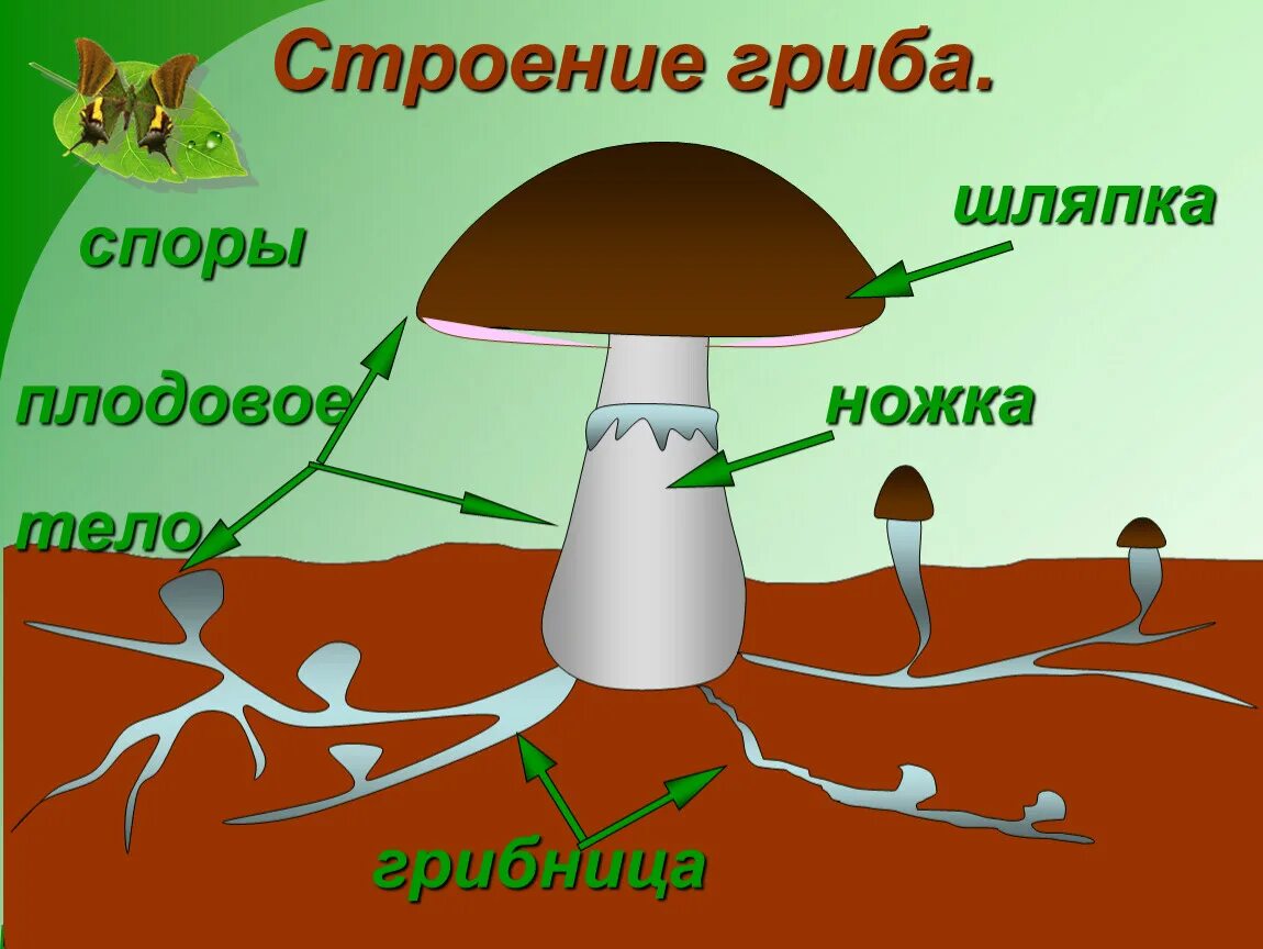 Строение шляпочного гриба строение. Строение шляпочного гриба мицелий. Схема строения шляпочного гриба. Шляпочный гриб рисунок. Из чего состоит шляпка гриба