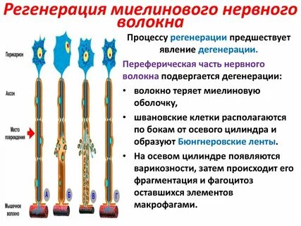 Как восстановить миелиновую оболочку