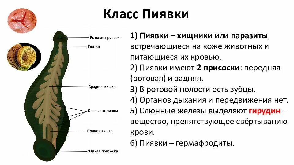 Образ жизни и особенности строения класса пиявки. Внешнее строение пиявки. пиявка вектор.