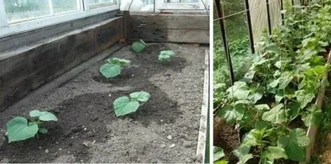 Можно ли сажать огурцы на красную горку