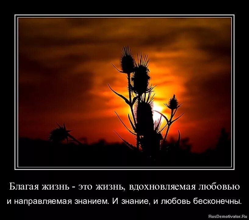 Благая жизнь. Благая жизнь. Позитивные изменения. Ночные растения. Солнце счастье радость.