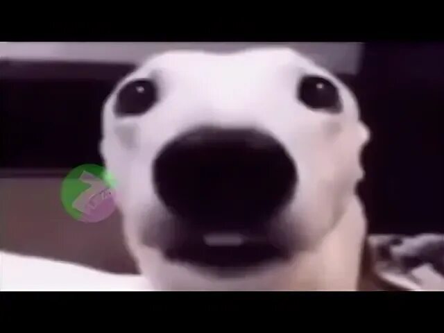 Собака стучит зубами мем скачать Happy Pets in Celebration of National Pet Month Humour