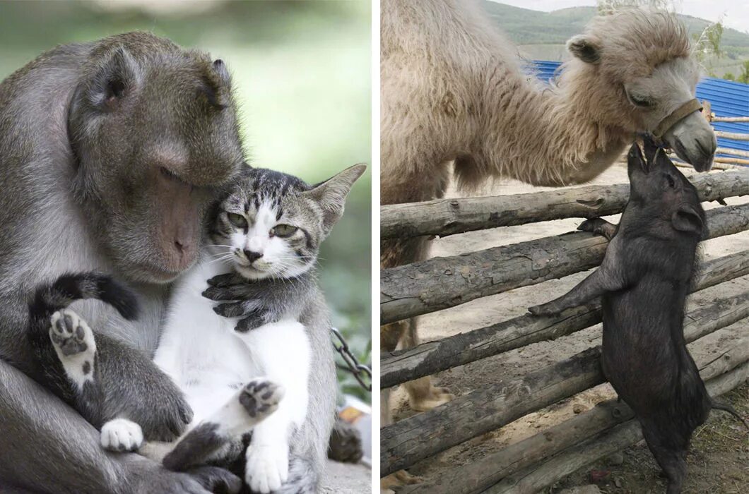Дружба животных разных видов. Необычная Дружба. Странная Дружба животных. Животные братья наши меньшие. Среди зверей есть