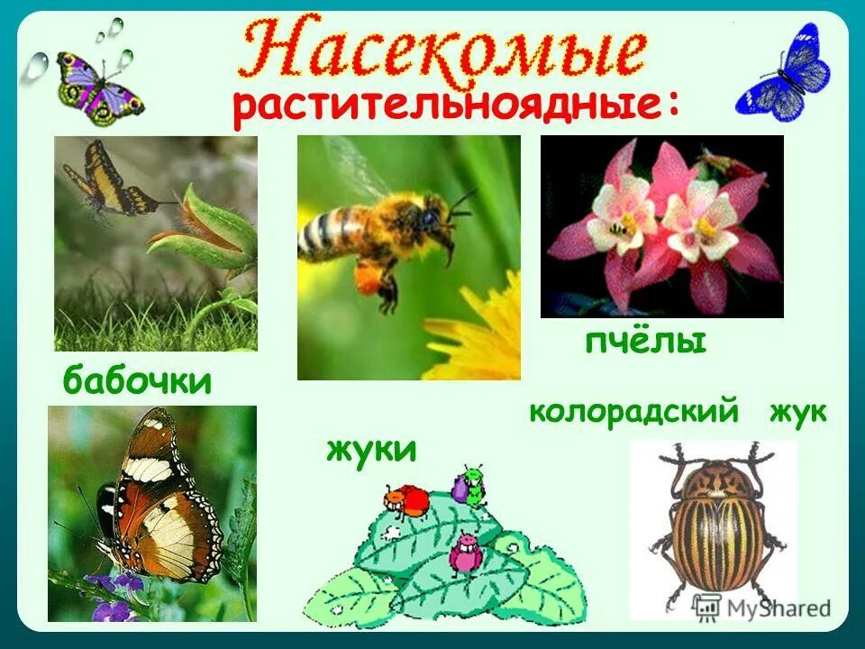 Растительноядные насекомые. Травоядные насекомые. Растениеядные насекомые. Насекомые Хищные и растительноядные. Травоядные насекомые список