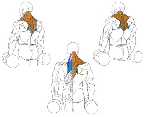 Шея гантелями. Шраги с гантелям мышцы. Шраги анатомия. Шраги с гантелями для трапециевидной мышцы. Шраги с гантелями стоя техника.
