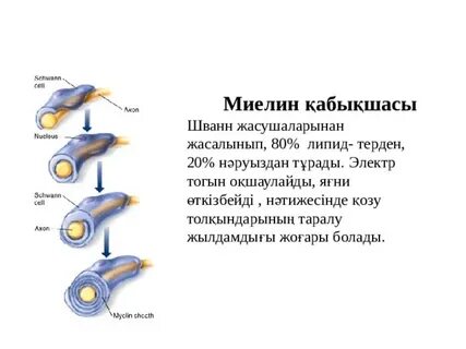 Основные белки миелина