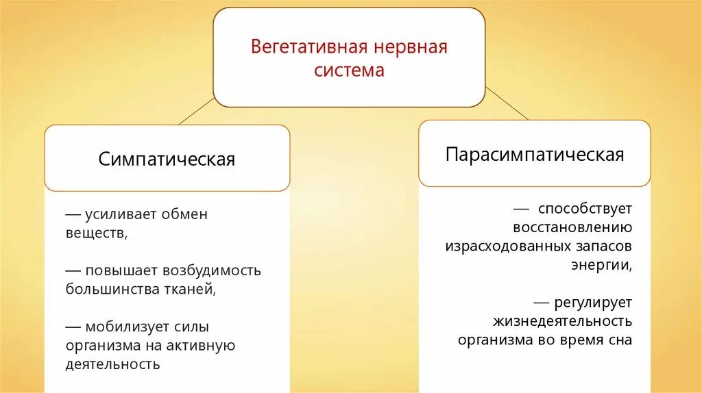 Как нервная система регулирует работу органов биология. Нервная система соматическая и вегетативная схема. Вегетативный отдел нервной системы функции. Вегетативная нервная система делится на. Автономный отдел нервной системы.