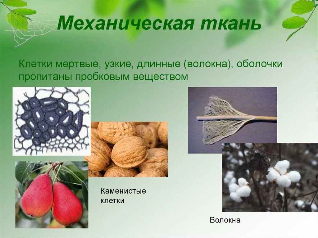 У каких растений появились ткани. Ткани 5 класс биология механическая ткань. Механическая ткань растений 6 класс биология. Механическая ткань растений 5 класс биология. Механическая ткань биология 5 класс.