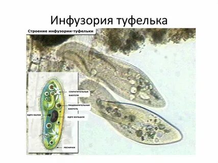 Чем отличается эвглена зеленая от инфузории туфельки