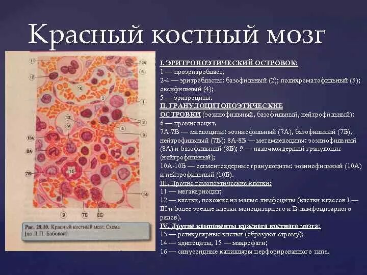 Клетки образующиеся в красном костном мозге. Ретикулярные клетки красного костного мозга. Основные структурные компоненты красного костного мозга. Структуры красного костного мозга иммунология. Эмбриогенез красного костного мозга.