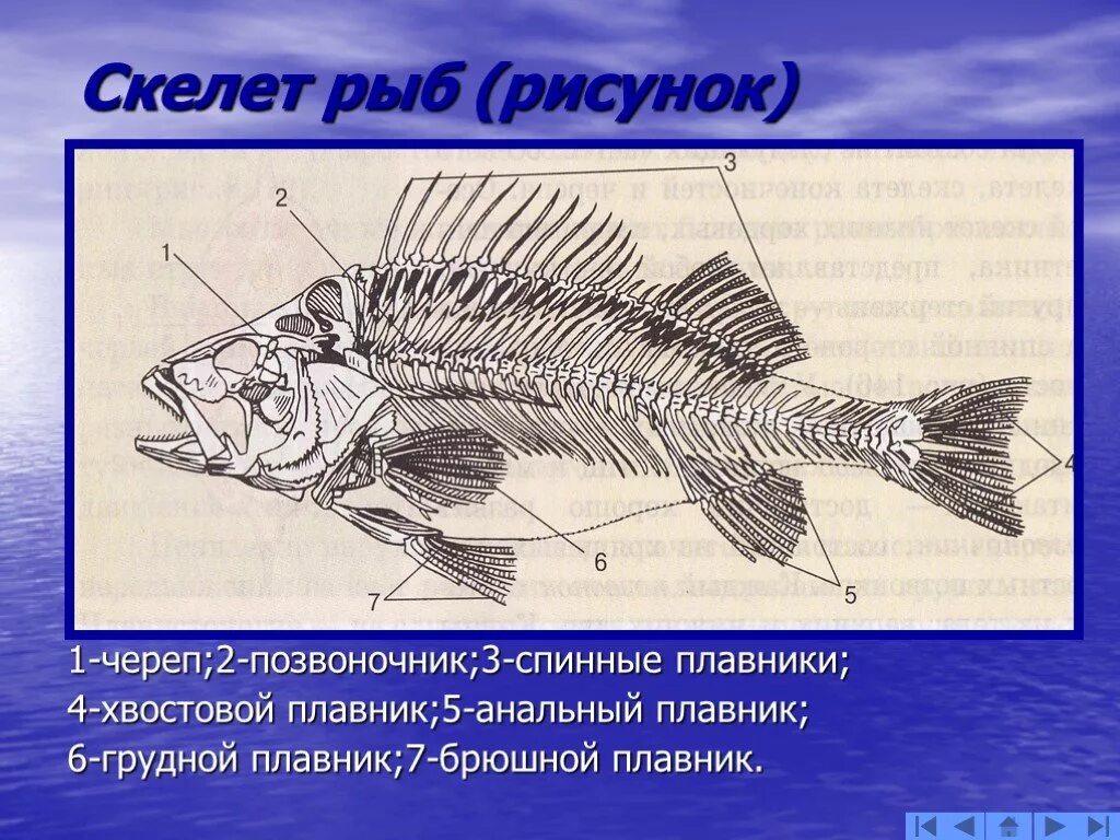 Строение скелета рыбы 7 класс биология. Скелет костной рыбы 7 класс биология. Скелет рыбы биология 7. Скелет рыбы биология 7 класс.