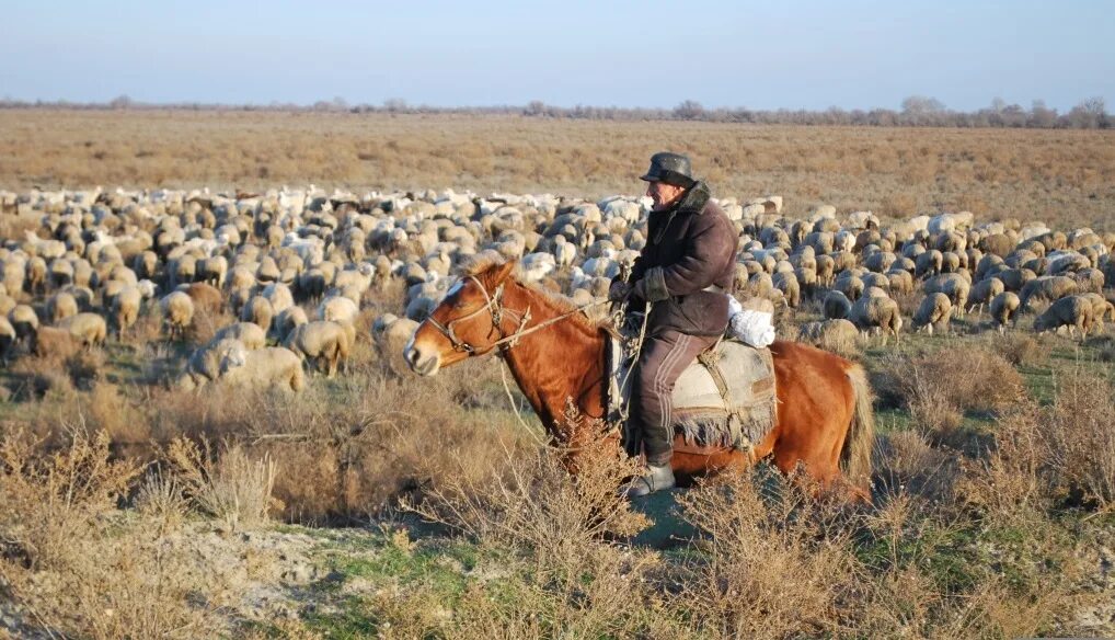 Пастбища проблемы. Опустынивание перевыпас. Деградация пастбищ. Казахский мелкосопочник пастбища. Эрозия почв выпас скота.