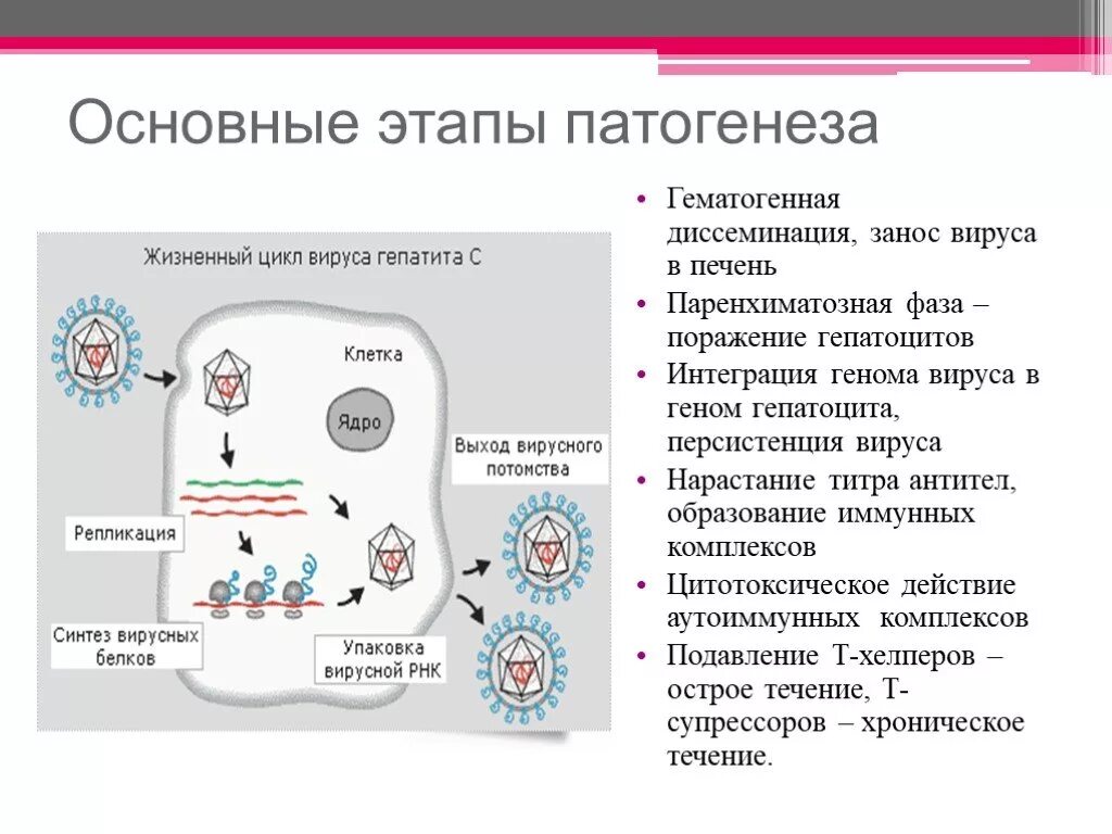 Гепатит а патогенез. Жизненный цикл вируса гепатита с стадии. Патогенез гепатита а схема. Вирус гепатита с патогенез схема. Патогенез вирусного гепатита в схема.