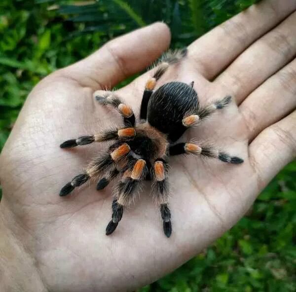 Brachypelma smithi photo Reptarium Spider species, Cute animals, Animals