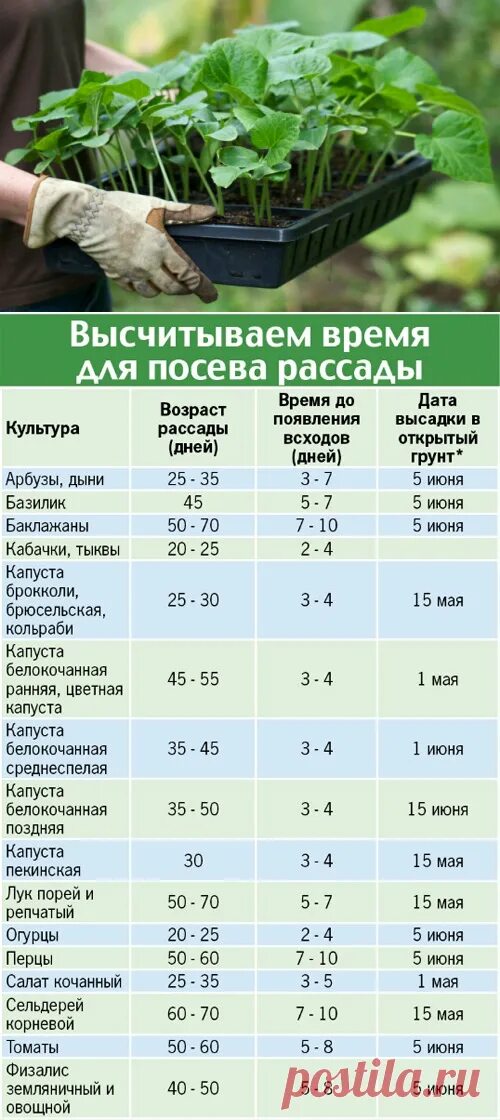 В каком месяце можно высаживать. Размер рассады рассады для высадки в открытый грунт. Таблица рассады овощей для высадки в грунт. Возраст рассады для высадки в грунт таблица. Возраст рассады овощей для высадки в грунт.