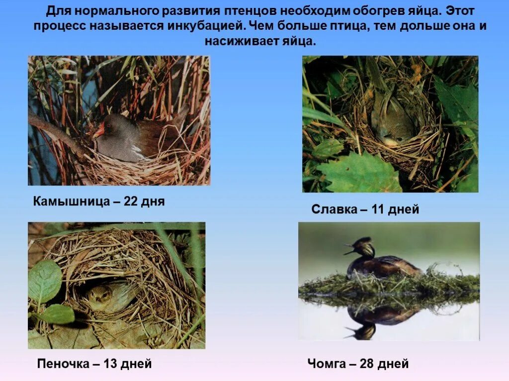 Типы развития птенцов. Размножение и развитие птиц. Виды птенцов выводковые и гнездовые. Схема развития птенца.