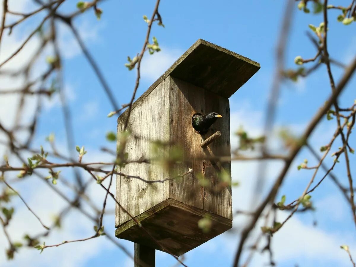 старый скворец. скворец сибирский. скворцы прилетели в скворечник. скворечник-бельчатник "пищуха". скворечник на дереве.