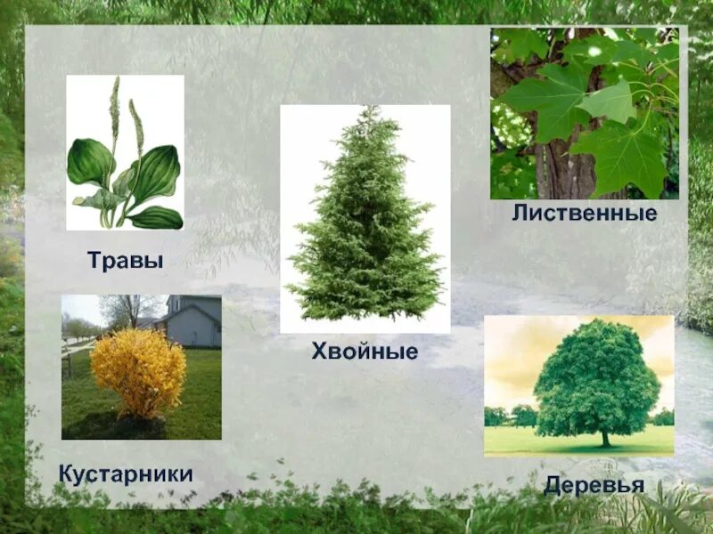 Какие есть деревья и кустарники. Деревья кустарники травы. кустарники лиственные и хвойные. хвойные и лиственные деревья и кустарники. хвойные и лиственные деревья названия.