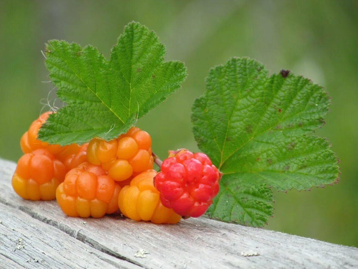 Cloudberry. Морошка ягода. Морошка обыкновенная. Лесные ягоды Морошка. Северная ягода Морошка.