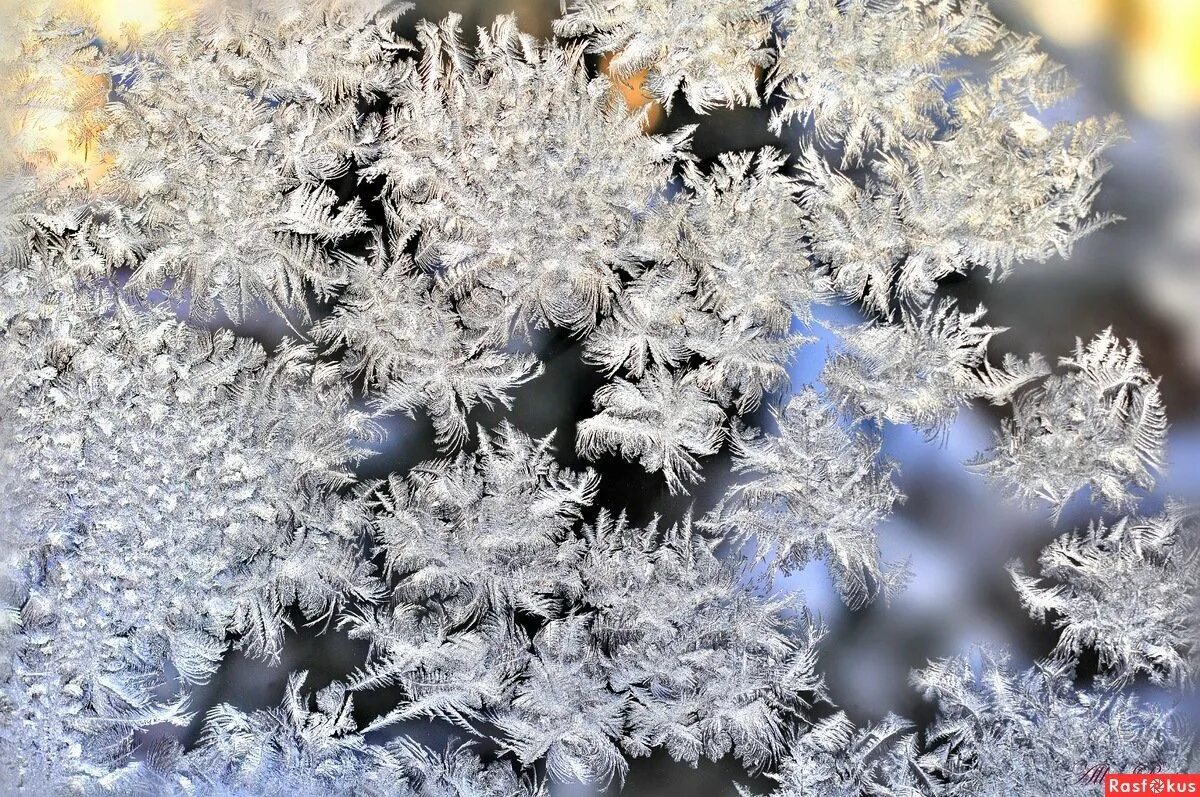 Frost values. Морозные деревья. Морозные узоры. Зимние явления для детей. Иней макро.