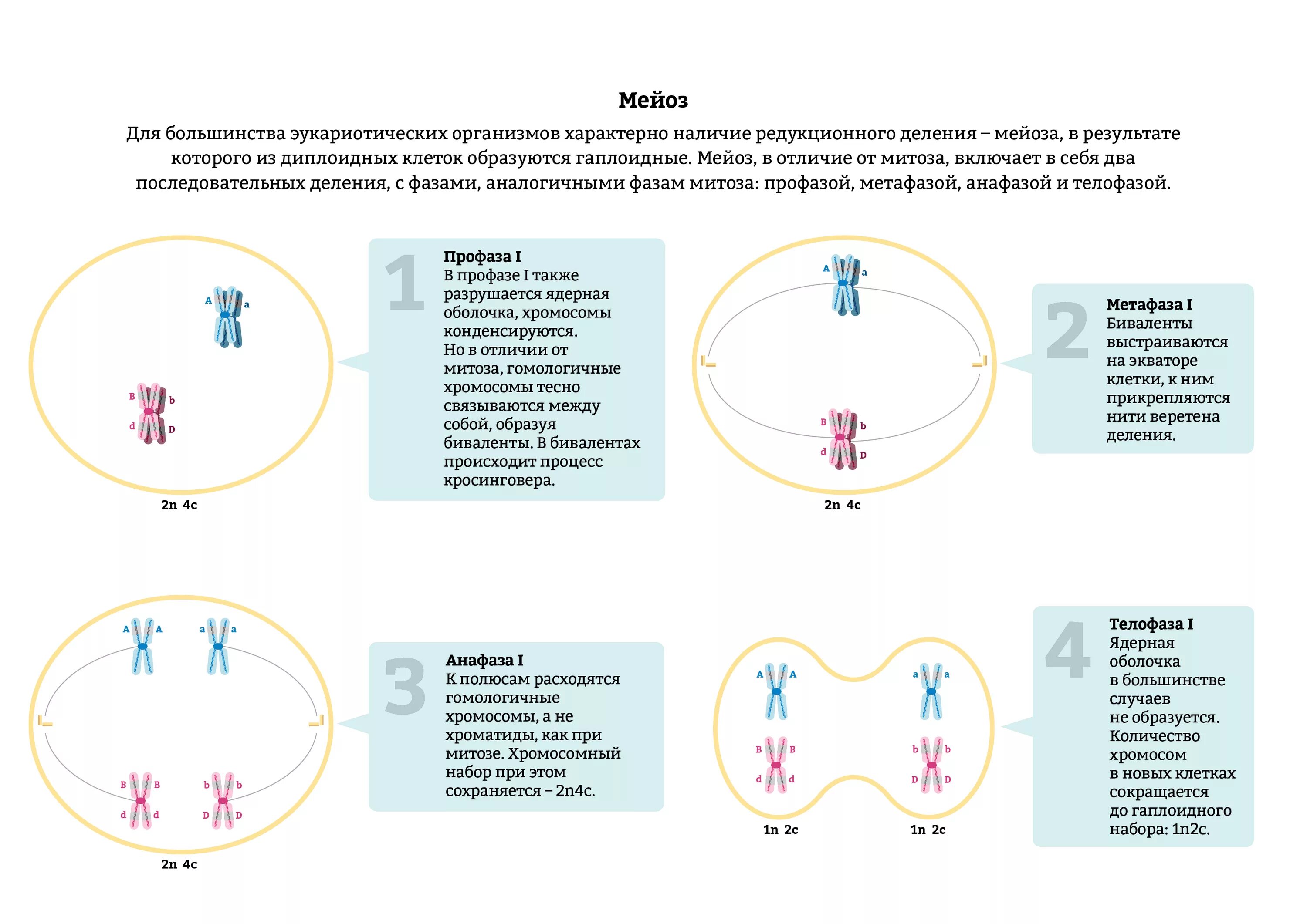 Количество хромосом в дочерних клетках мейоз. Анафаза мейоза 1. Гаплоидный набор хромосом в мейозе 1. Анафаза 2 мейоза схема. Второе деление мейоза набор хромосом.