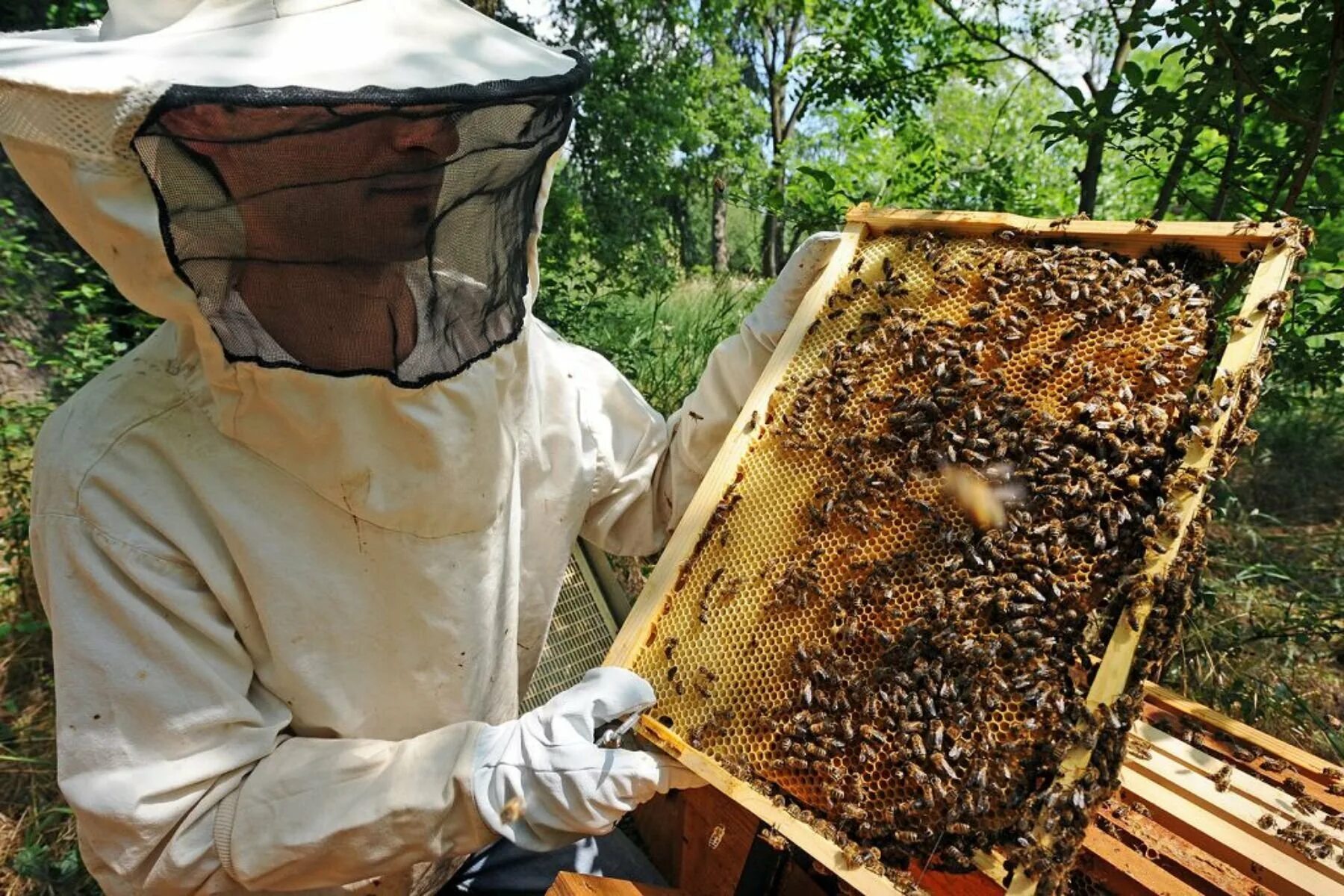 Пчелы пасека. Сбор меда. Пчеловодство мед. Пчелы в улье.