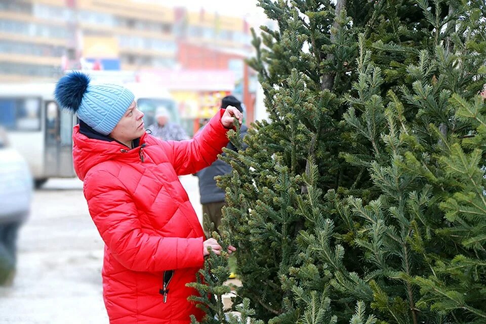 человек везет елку. елки базар. живая ель на новый год. елочный базар. привезу елку.