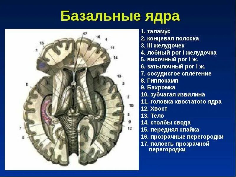 Базальные ядра. Боковые желудочки и базальные ядра. Сосудистое сплетение 3 желудочка. Базальные ядра таламуса.